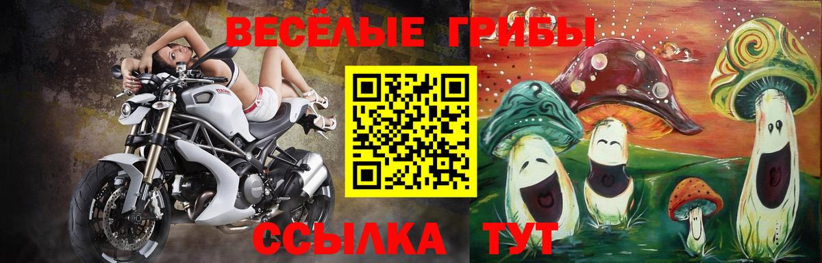 Галлюциногенные грибы Psilocybe Дедовск